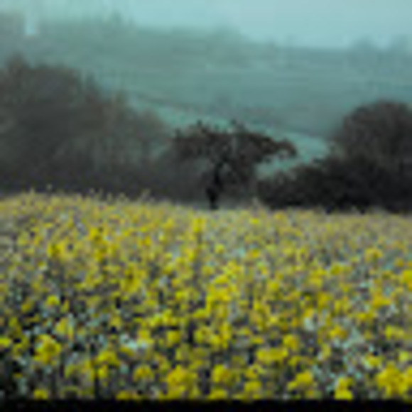 beansidhe04